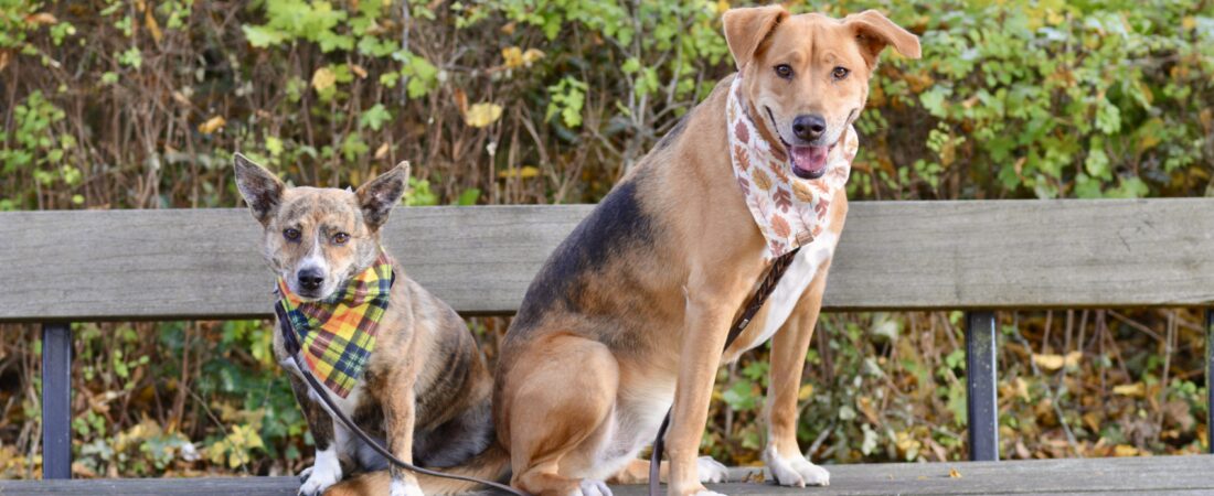 Meet Kleio and Kallie: Two Lovable Mutts Who Learned English
